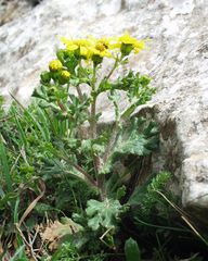 Senecio duriaei