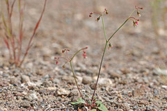 Eriogonum nutans nutans