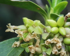 Daphne laureola
