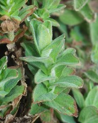 Hypericum tomentosum