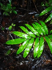Metaxya scalaris