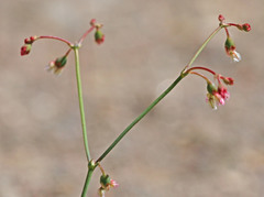 Eriogonum nutans nutans