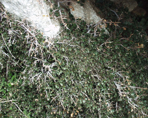 Rhamnus myrtifolia image