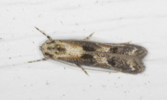 Blastodacna atra