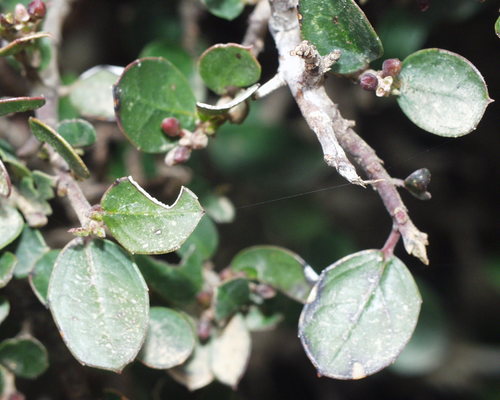 Rhamnus myrtifolia subsp. myrtifolia image