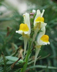 Image of Linaria triphylla