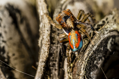Maratus sylvestris