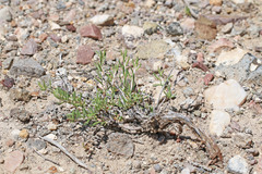 Eriogonum microtheca simpsonii