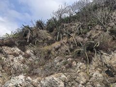 Stenocereus standleyi