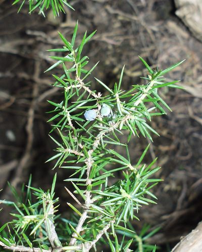 Juniperus communis subsp. hemisphaerica image