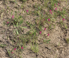 Onobrychis dielsii