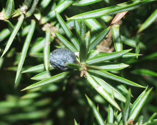 Juniperus communis subsp. hemisphaerica image