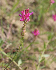 Onobrychis dielsii