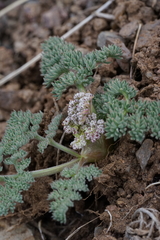 Lomatium ravenii paiutense