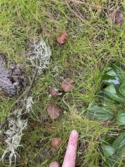 Psilocybe cyanescens