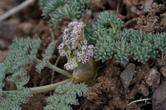 Lomatium ravenii paiutense