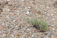 Eriogonum microtheca simpsonii