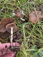 Psilocybe cyanescens