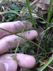 Achillea millefolium borealis