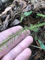 Achillea millefolium borealis