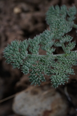 Lomatium ravenii paiutense