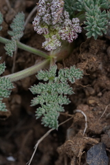 Lomatium ravenii paiutense