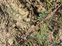 Onobrychis dielsii