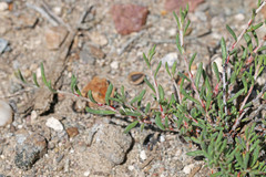 Eriogonum microtheca simpsonii