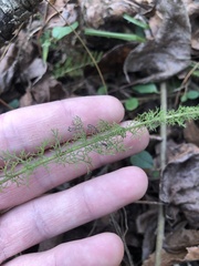 Achillea millefolium borealis