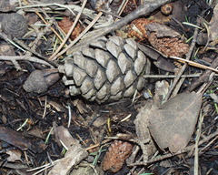 Pinus nigra salzmannii