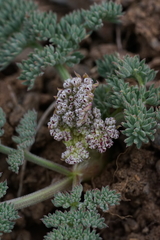 Lomatium ravenii paiutense