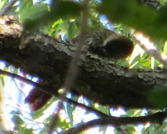 Syndactyla rufosuperciliata