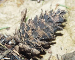 Pinus nigra salzmannii