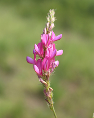 Onobrychis dielsii