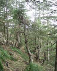 Pinus nigra salzmannii