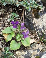 Viola alba dehnhardtii