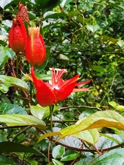 Passiflora coccinea