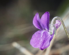 Viola alba dehnhardtii