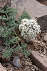 Lomatium ravenii paiutense