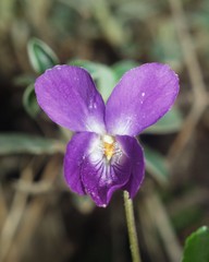 Viola alba dehnhardtii