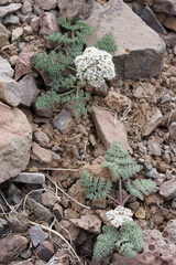 Lomatium ravenii paiutense