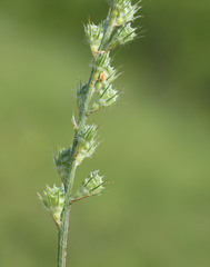 Onobrychis dielsii