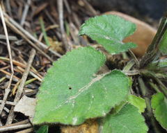 Viola alba dehnhardtii