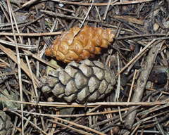 Pinus nigra salzmannii