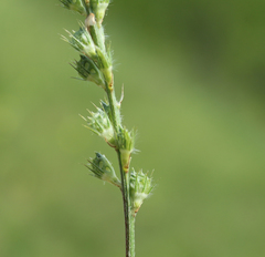 Onobrychis dielsii
