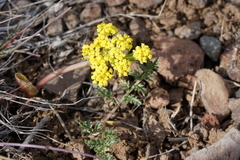 Lomatium donnellii