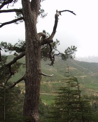 Pinus nigra salzmannii