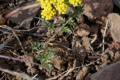 Lomatium donnellii