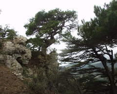 Pinus nigra salzmannii