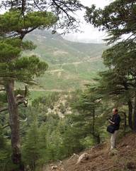 Pinus nigra salzmannii